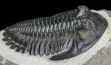 Hollardops Trilobite - Large Specimen #68644-4